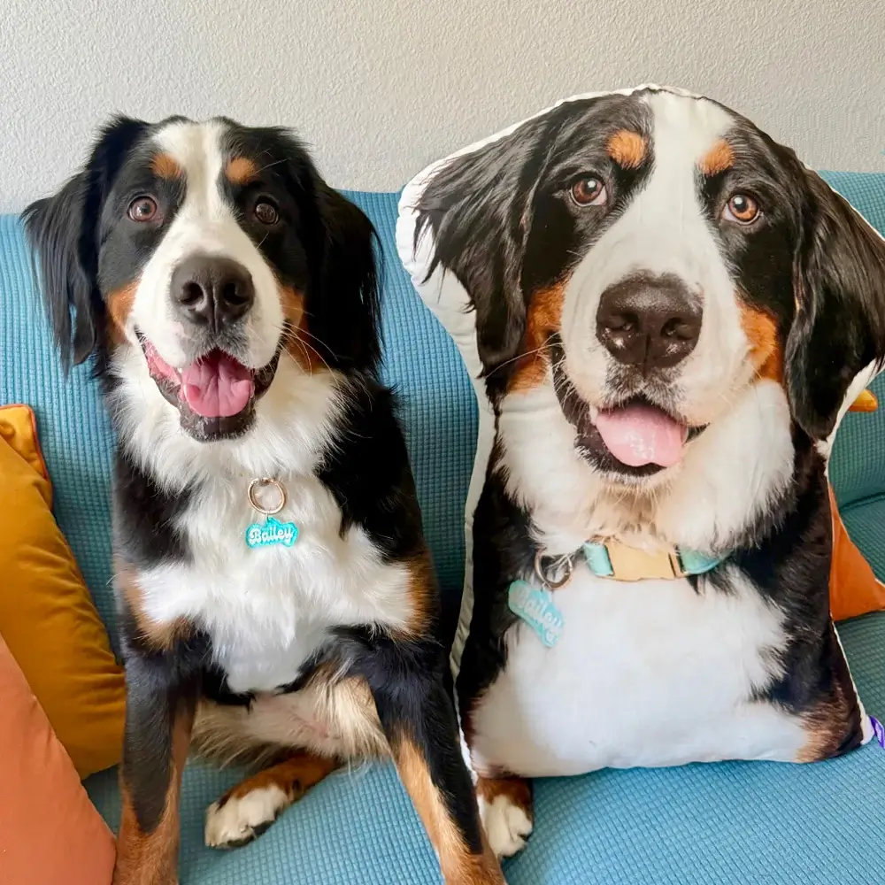 A Bernese mountain dog beside a custom photo pillow